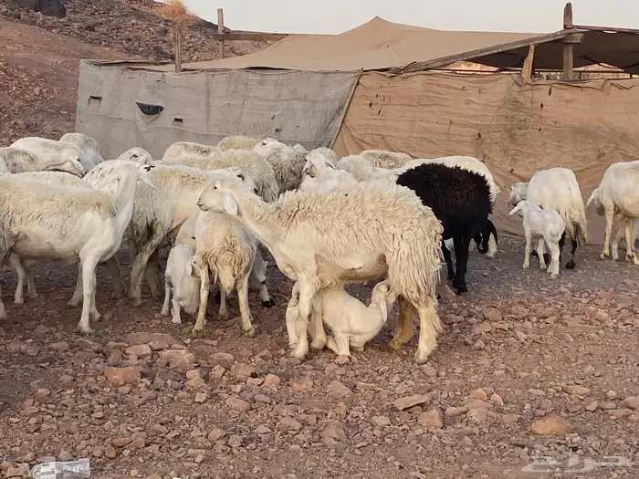 ضان حريات حرش بعيالها 4