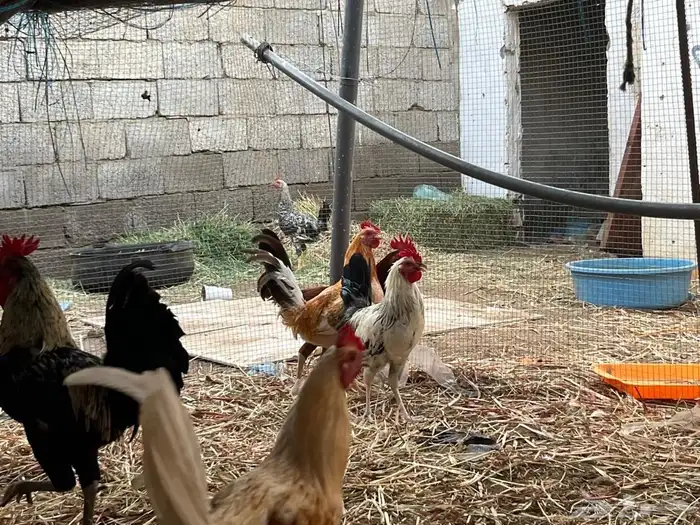 ديوك للبيع 1