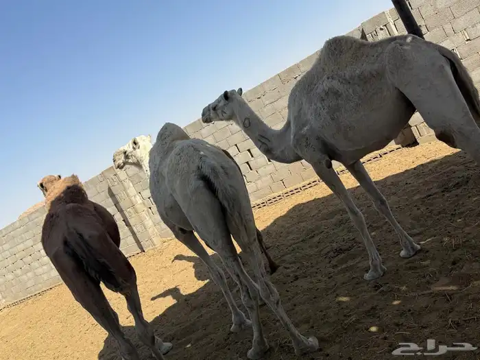 للبيع 4 عشائر 1