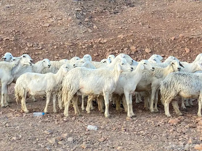 ضان حريات حرش بعيالها 13