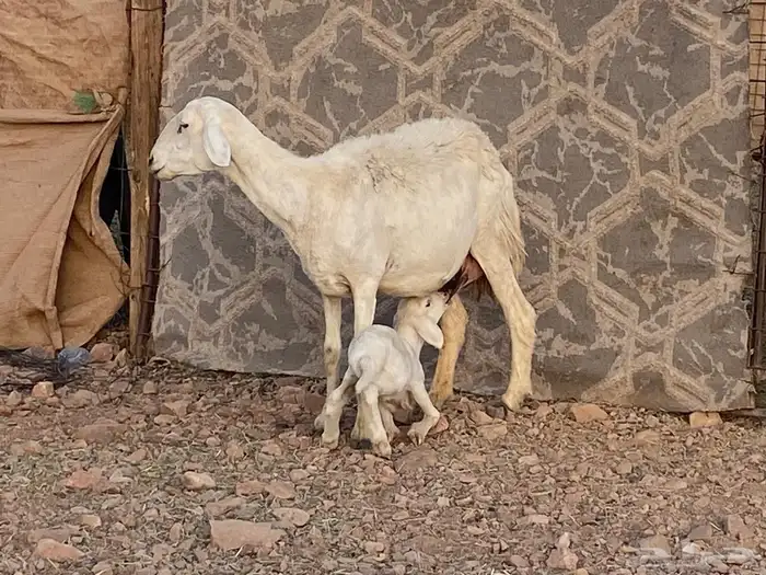 ضان حريات حرش بعيالها 9