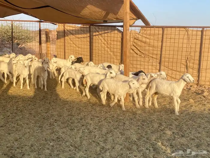ضان حريات حرش بعيالها 23