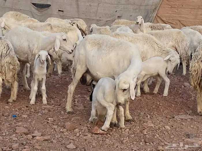ضان حريات حرش بعيالها 7