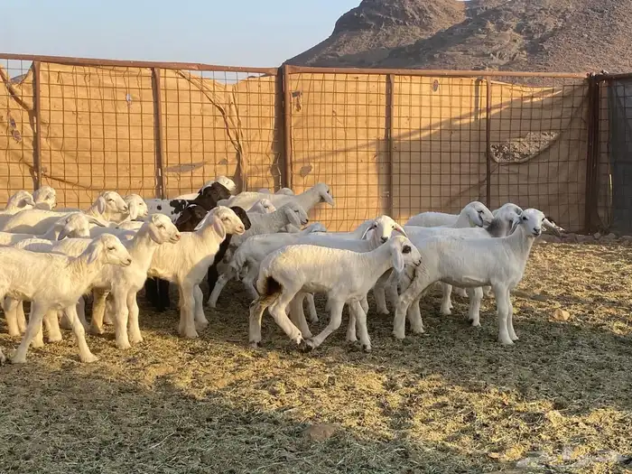 ضان حريات حرش بعيالها 26