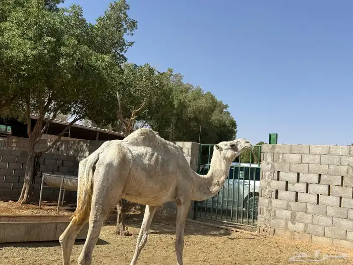 للبيع 4 عشائر 6