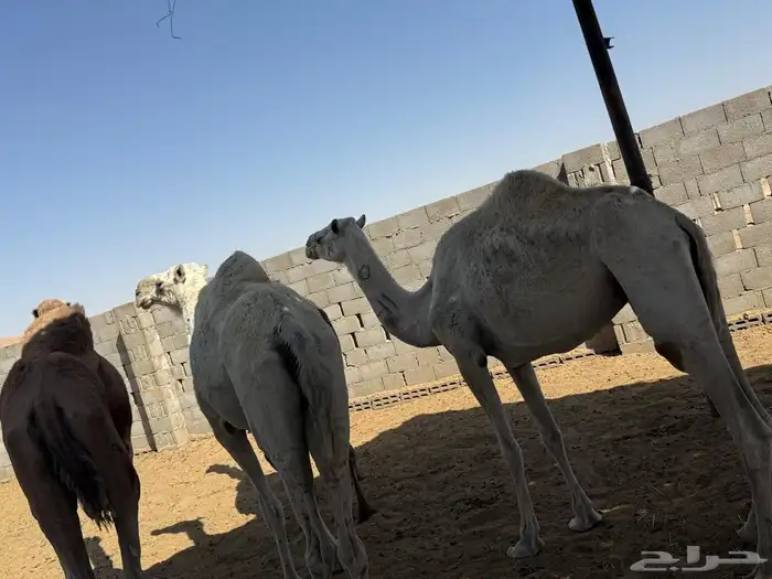 للبيع 4 عشائر 0