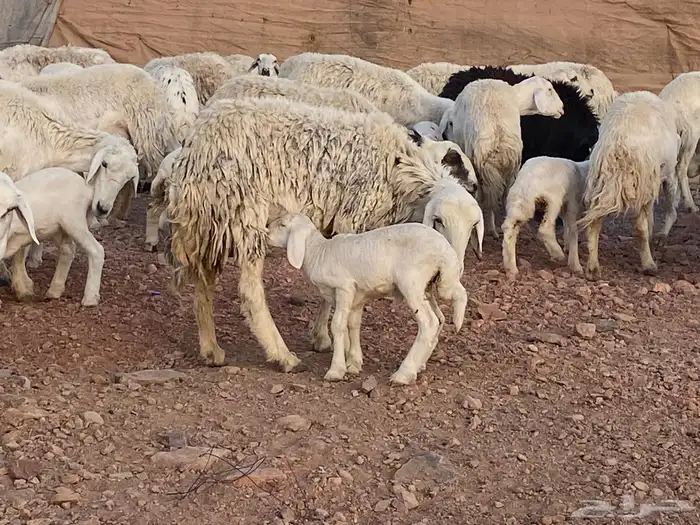 ضان حريات حرش بعيالها 10