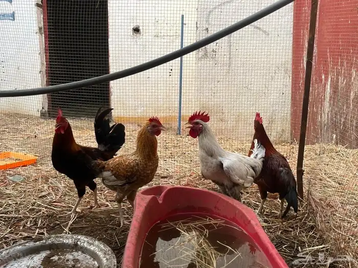 ديوك للبيع 4