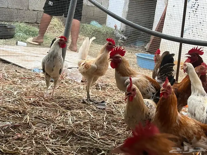 ديوك للبيع 2