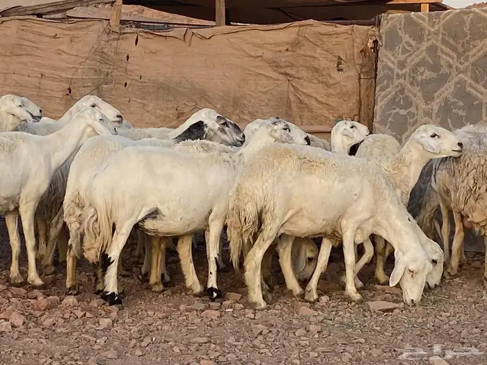 ضان حريات حرش بعيالها 28