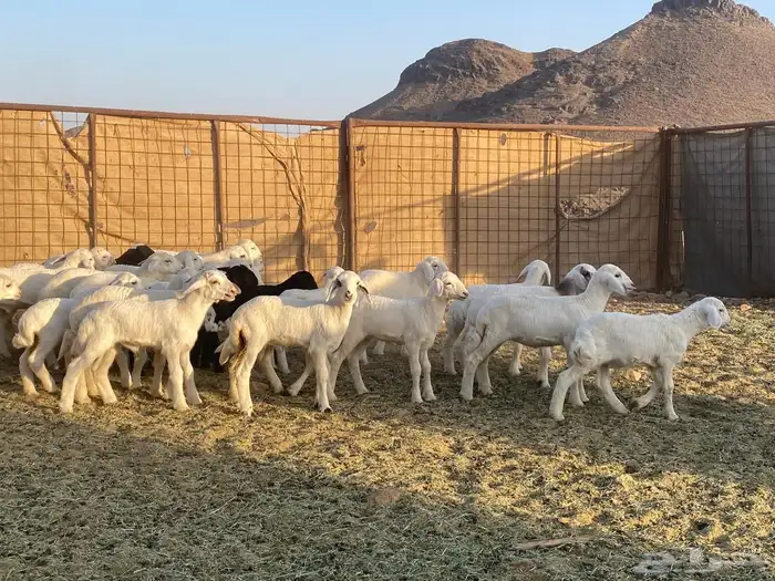 ضان حريات حرش بعيالها 25