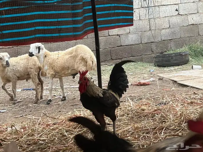 ديوك للبيع 0