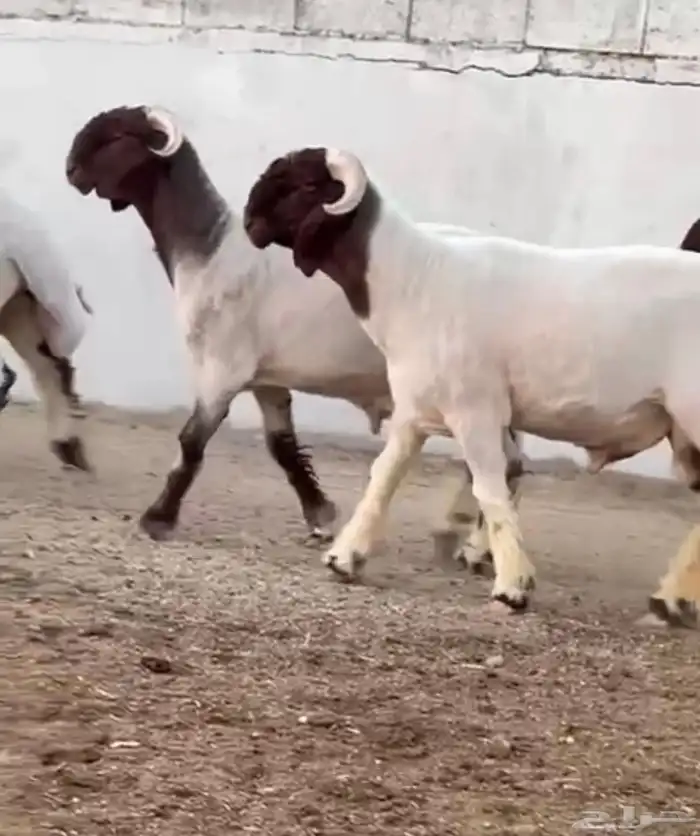 جدعان نعيم صنف للبيع 4