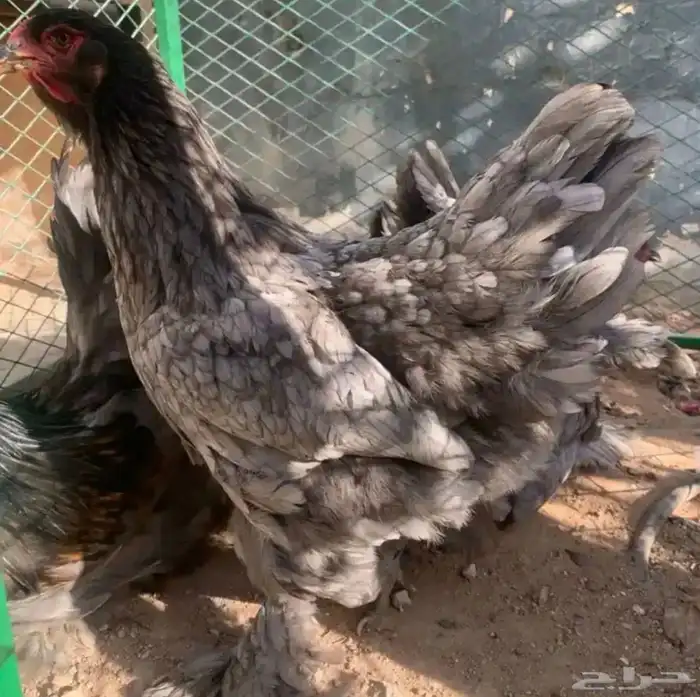 تصفيه برهما كولمبي 0