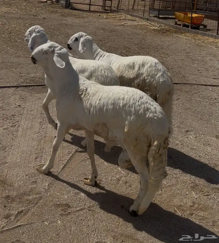 سواكن مرابي شحم 2