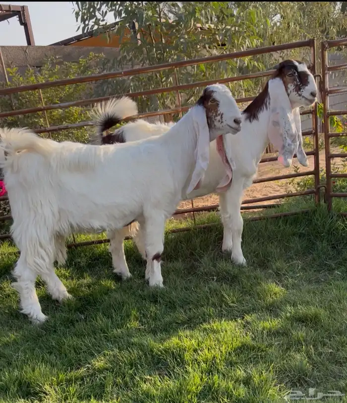 جفرتين جذعات خصم 0