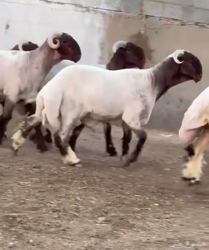 جدعان نعيم صنف للبيع 3