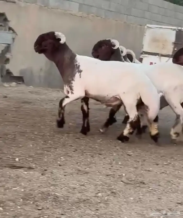 جدعان نعيم صنف للبيع 5