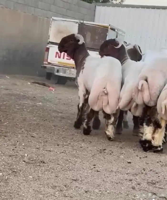 جدعان نعيم صنف للبيع 2