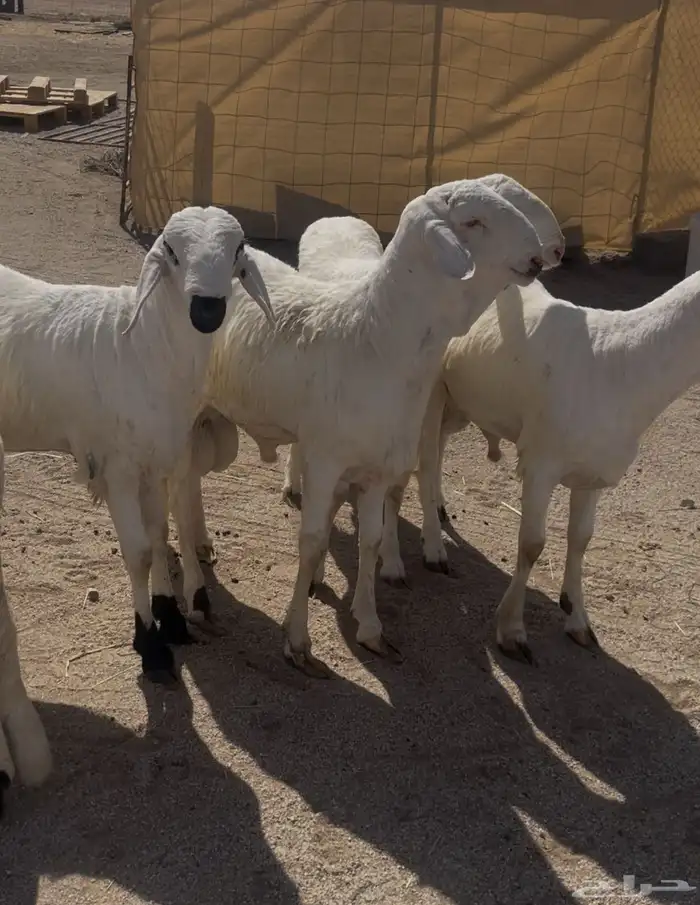 سواكن مرابي شحم 0