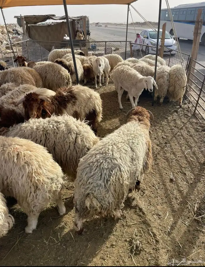 نعيمي بلدي وحري مع التوصيل 12