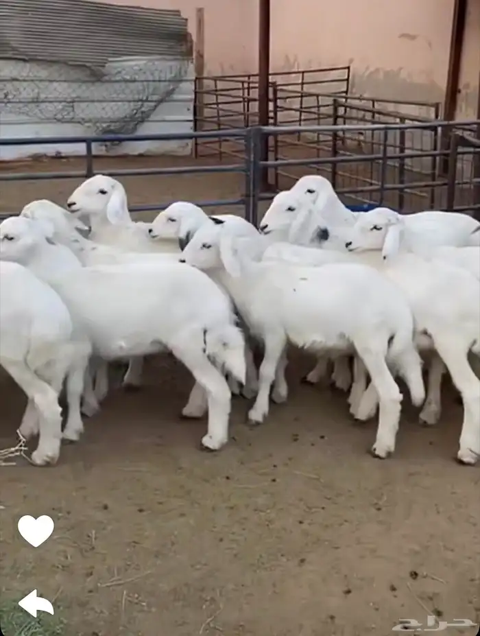 يوجد ذبايح حريه لبيع الراس ب 1200 الوزن من 20 كيلو إلا 25 2