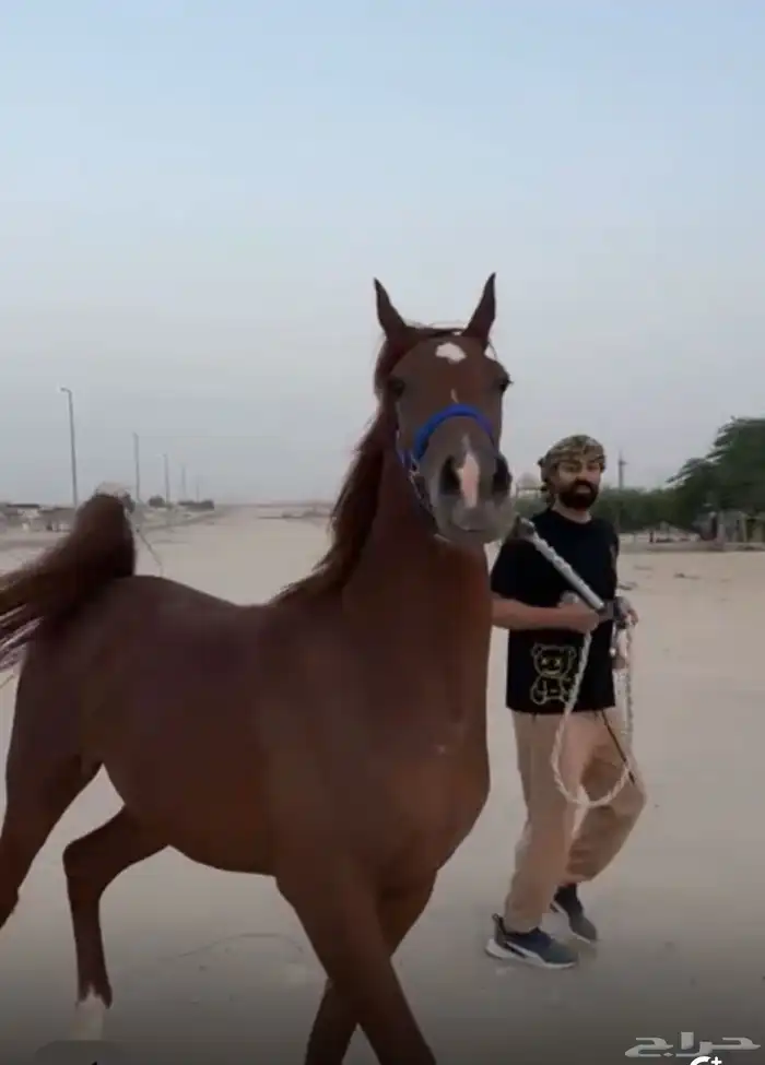 فرس طيبه شعبيه شخره وجمال 0