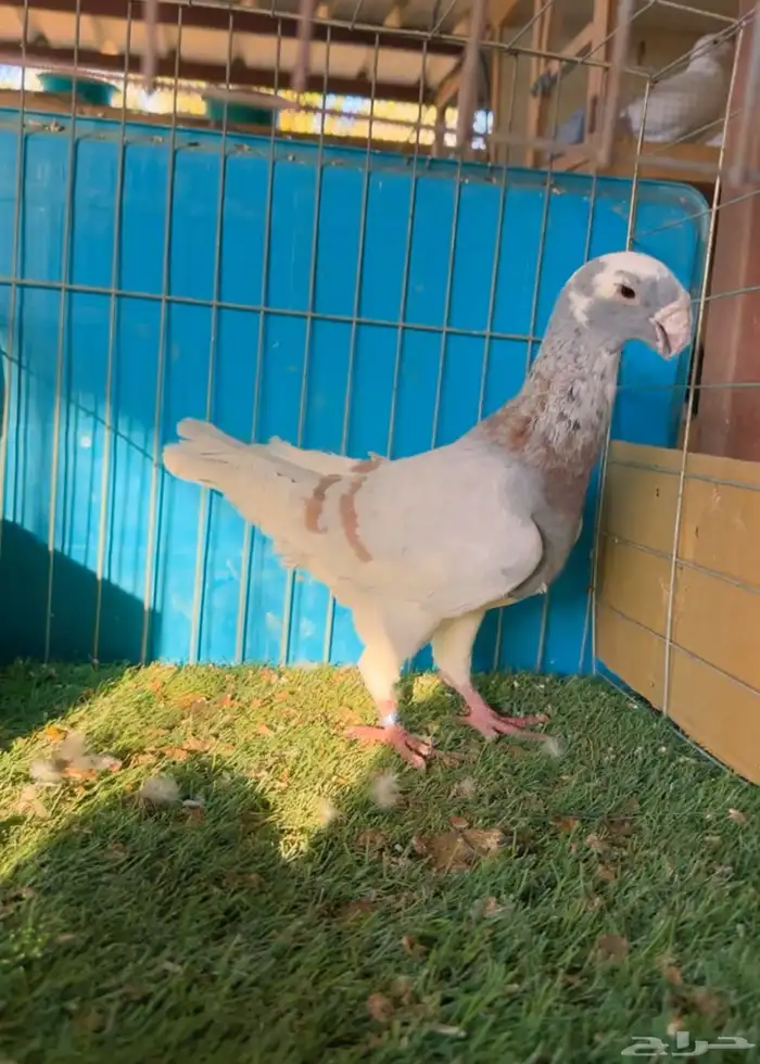 مجموعة هوامر فاخره 1