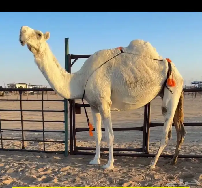 ضروبه وضحى طيبه جدا 1