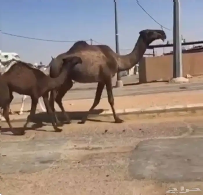 اللبيع ناقه عشراء كفو منتج 0