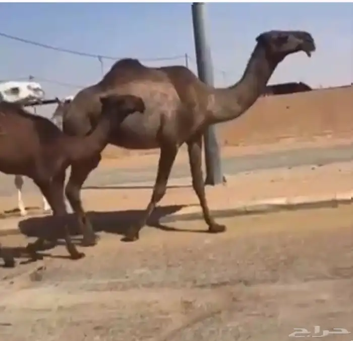 اللبيع ناقه عشراء كفو منتج 3
