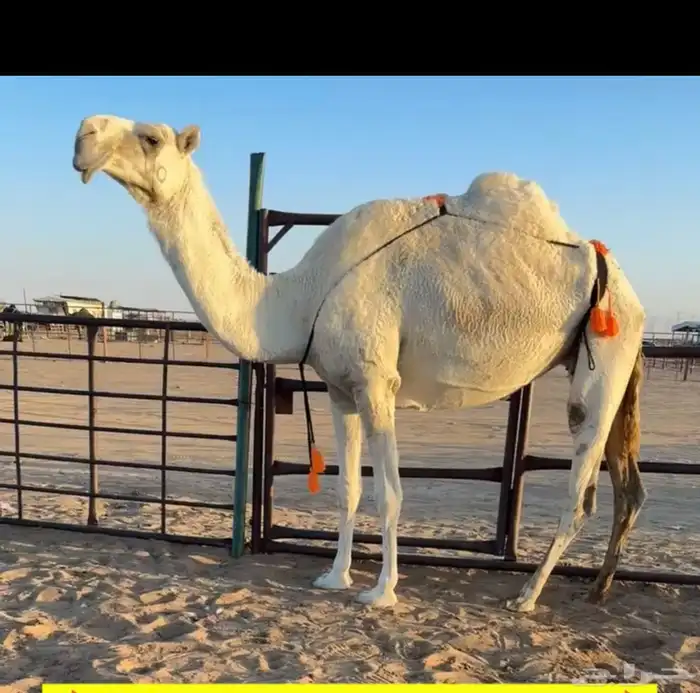 ضروبه وضحى طيبه جدا 0