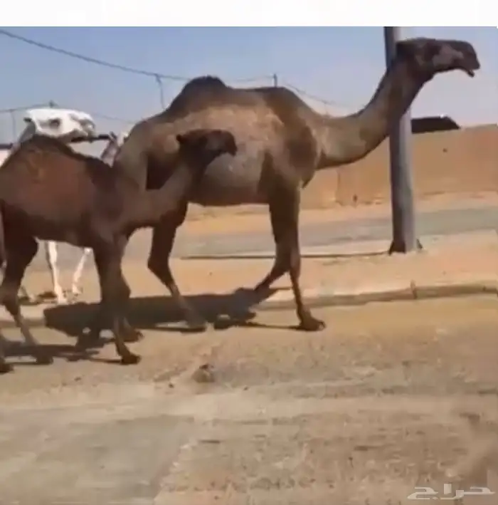 اللبيع ناقه عشراء كفو منتج 2