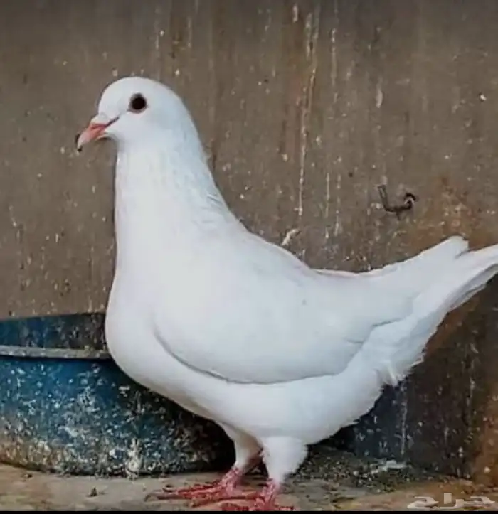 مطلوب حمام فرنسي سوبر جامبو إعمار تحت سنه 0