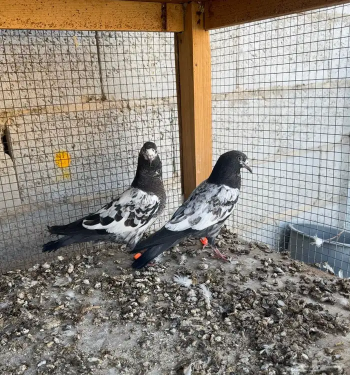 للبيع طبات حمام تيدي جونسرا وكلسرا 1