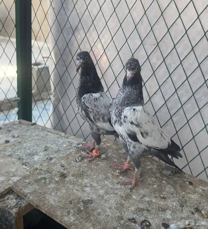 للبيع طبات حمام تيدي جونسرا وكلسرا 3