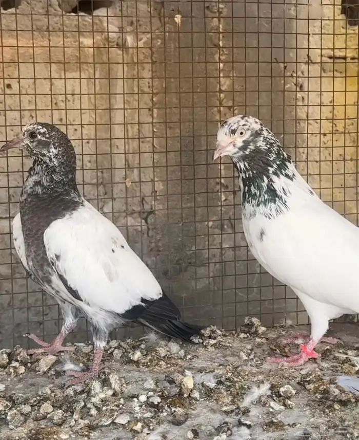 للبيع طبات حمام تيدي جونسرا وكلسرا 4