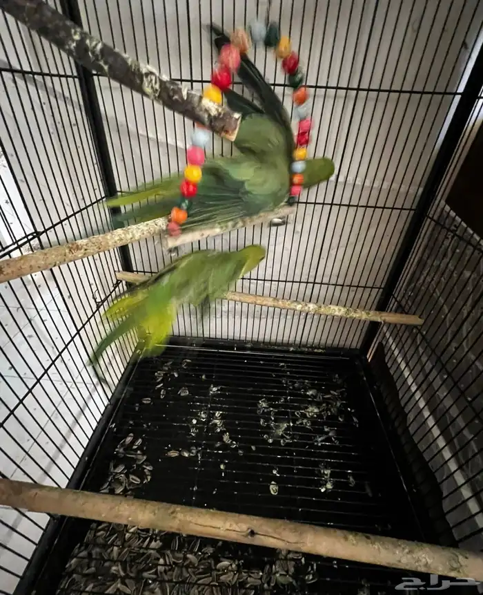 ببغاء دره 6