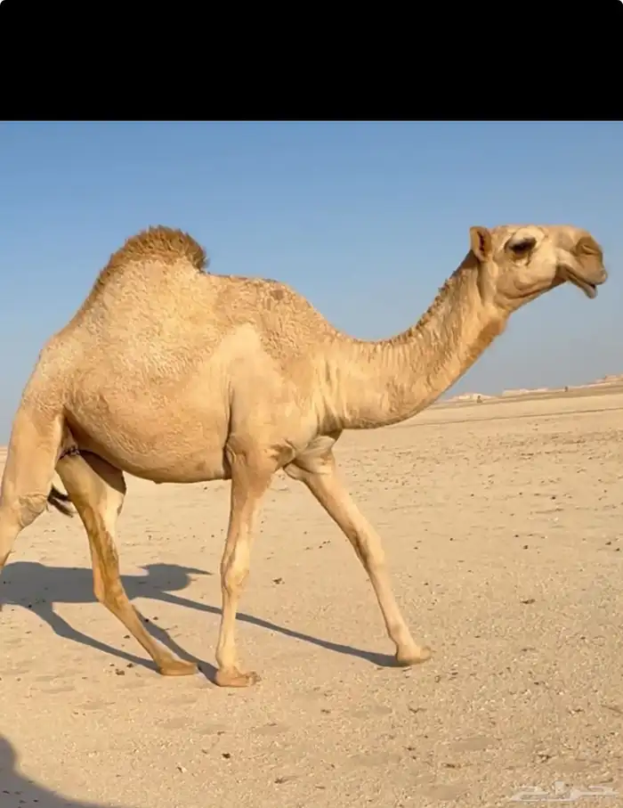 للبيع البكره طيبه طبع وممشا 0