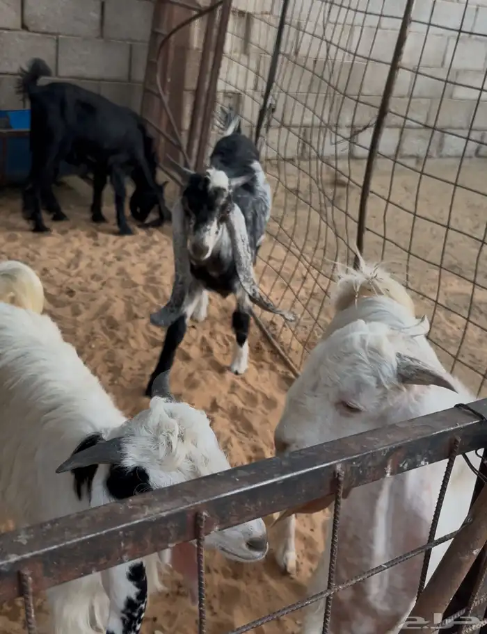 تيوس طيبات للبيع 0