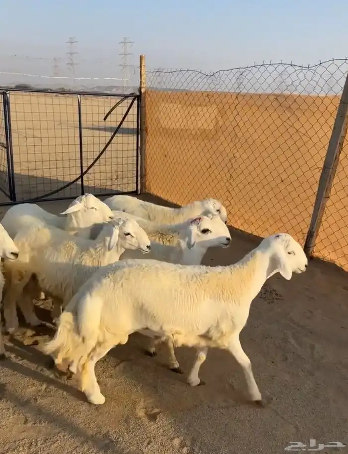 للبيع ذبائح (حري )جمله او تفريد يوجد ذبح وتوصيل . 1