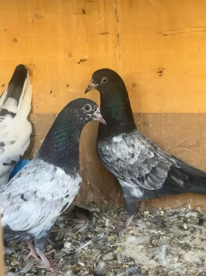 للبيع طبات حمام تيدي جونسرا وكلسرا 2