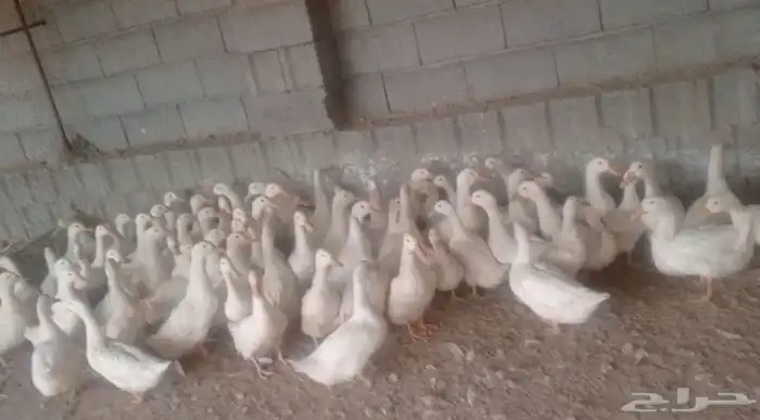 بط بكيني لبيع 2