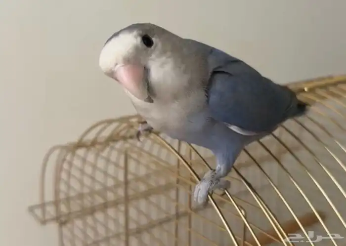 عصفور الروز 0