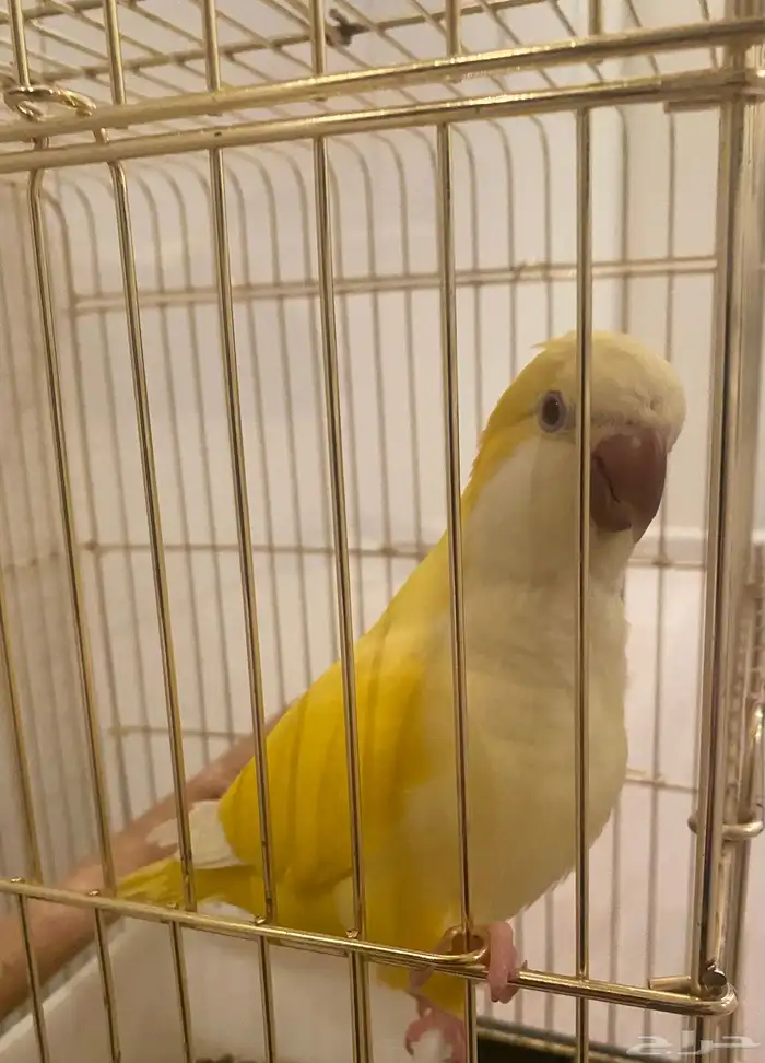 ببغاء كويكر لاتينو 0