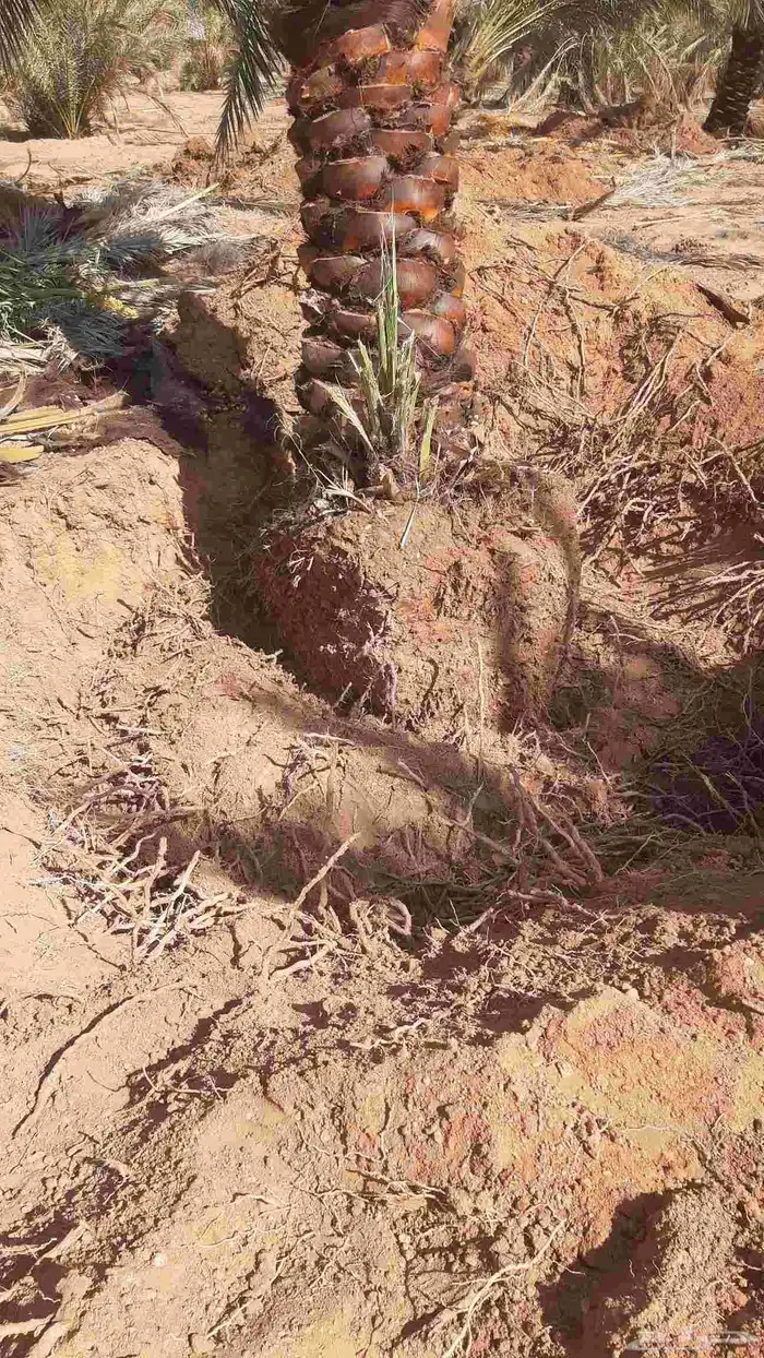 مقاول خلع وزرع نخيل في مناطق الجوف 6