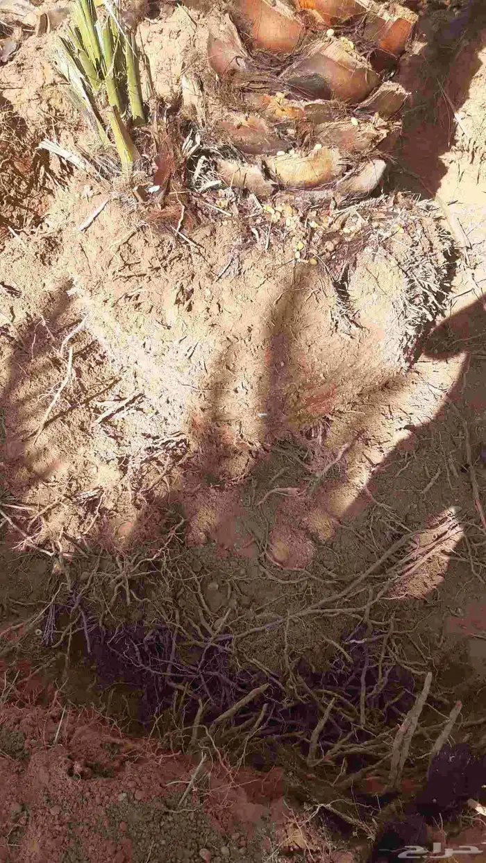مقاول خلع وزرع نخيل في مناطق الجوف 7