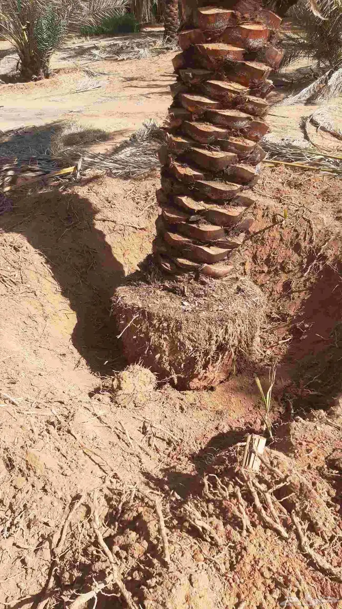 مقاول خلع وزرع نخيل في مناطق الجوف 8