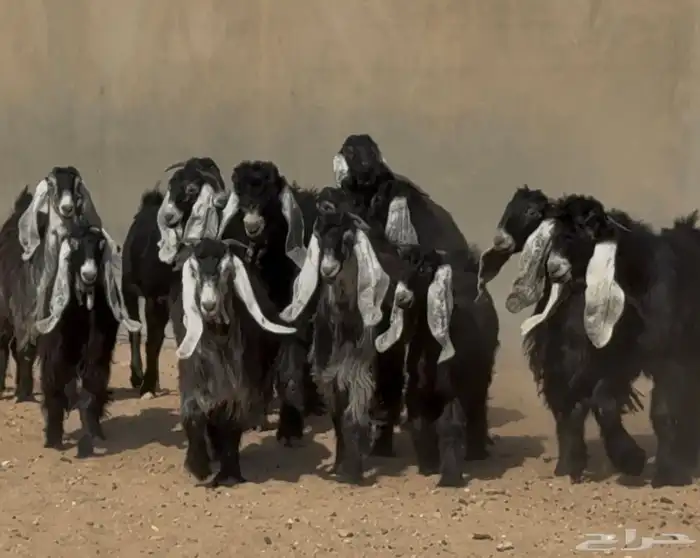 جذعات عوارض صنف العدد 15 بفحولها 3 ( فاخره) 9