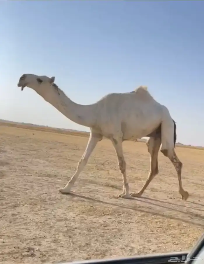 القعود الباتلي الكفو 1
